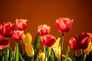 tulips, flowers, garden